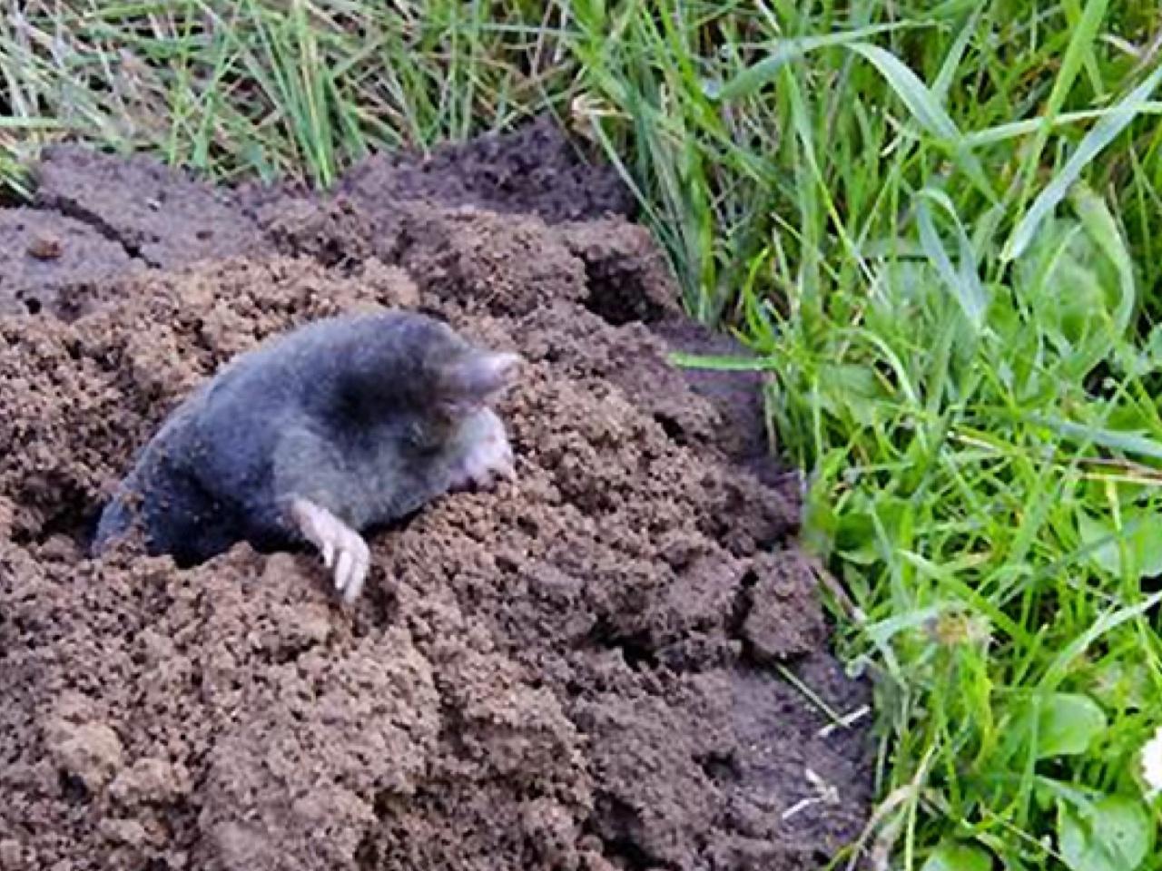 Hoe werkt mollen carbid | Beurs Eigen Huis