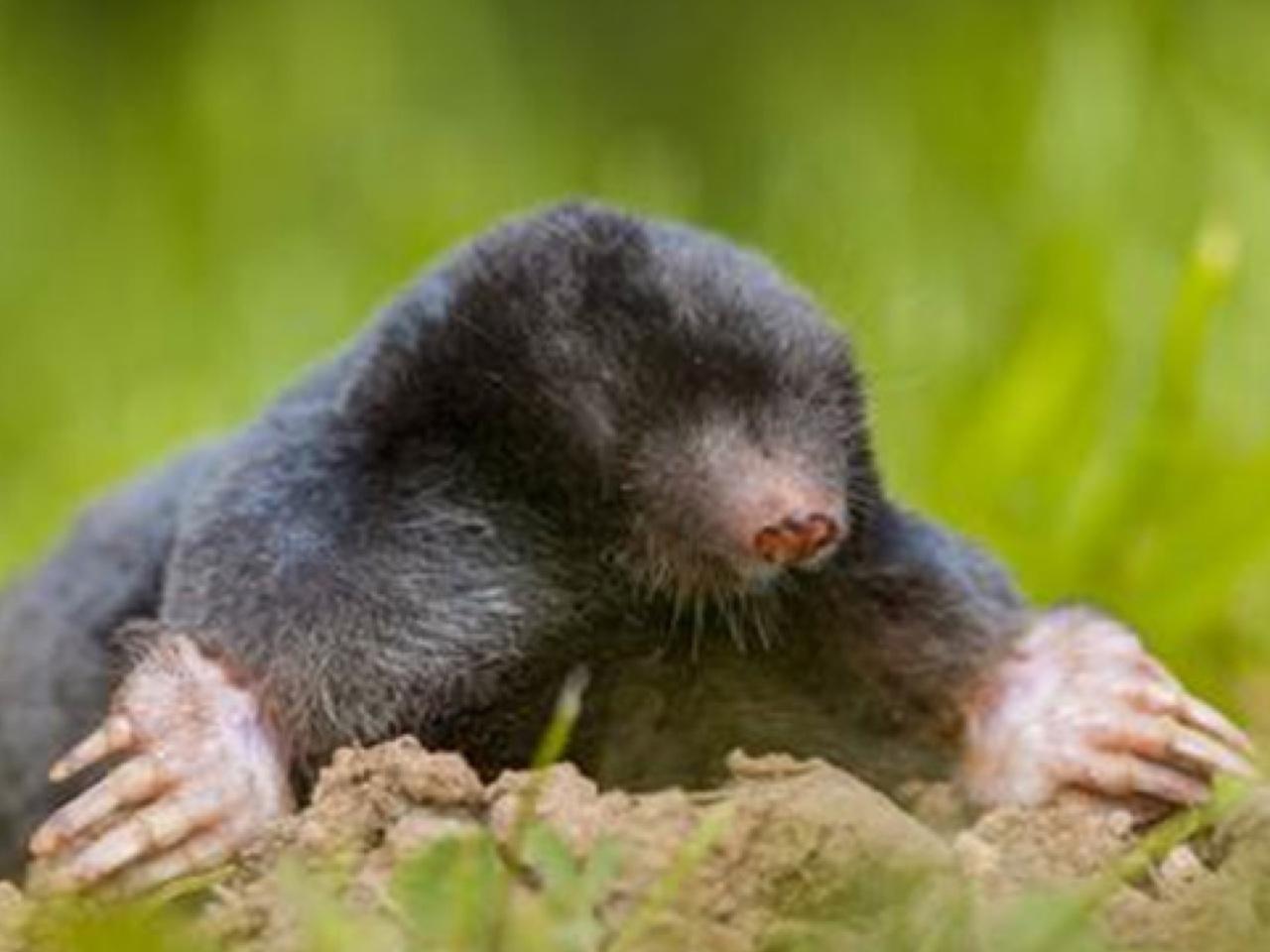 Mollen carbid met respect voor dier en natuur | Beurs Eigen huis