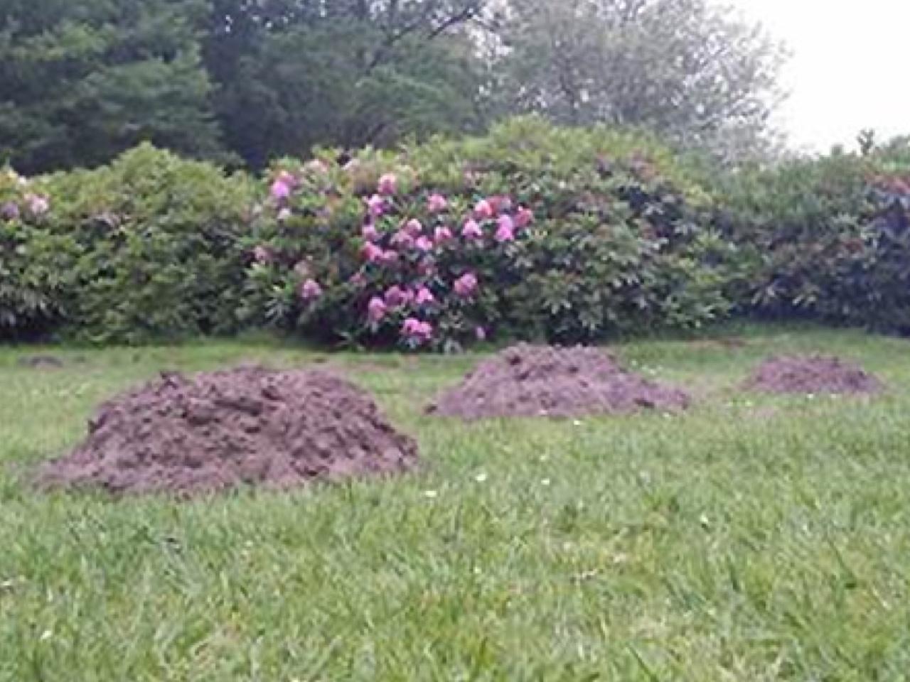 Wat is mollen carbid | Beurs Eigen Huis