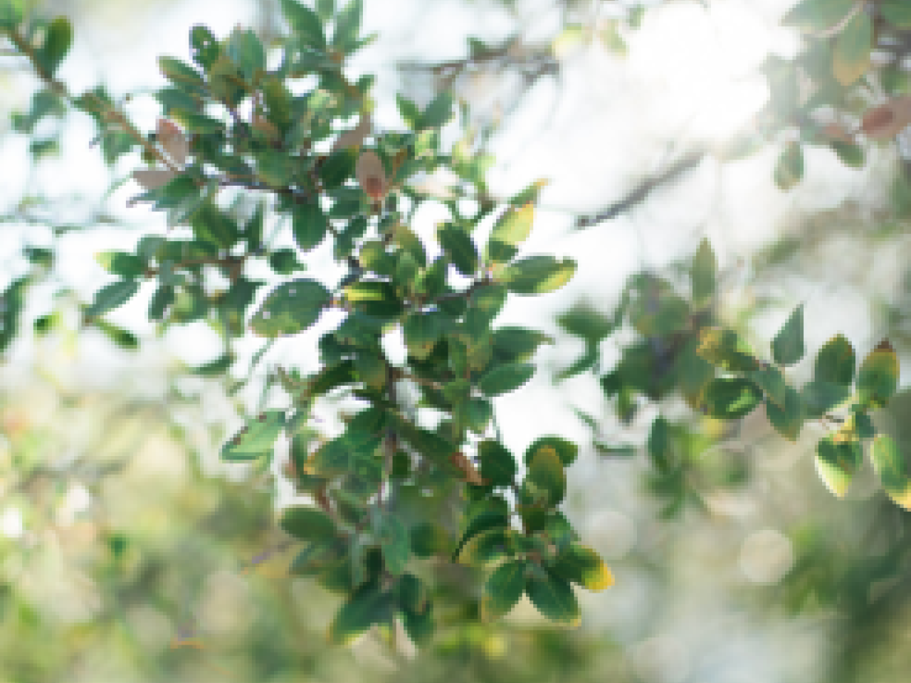 Webinar tuin inspiratie droomtuin Beurs Eigen Huis