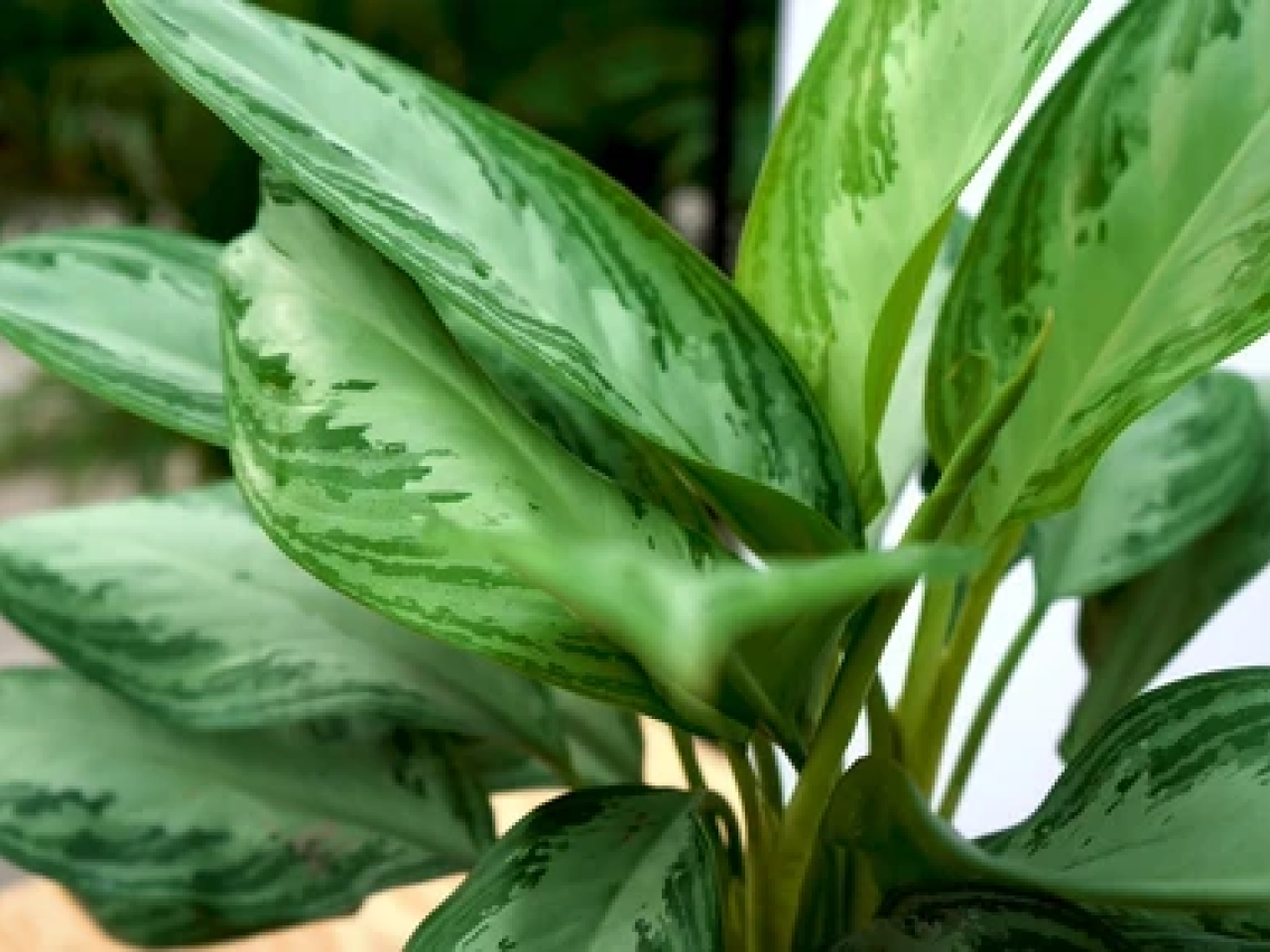 Planten in huis kamerplant REALISEER JE DROOMHUIS
