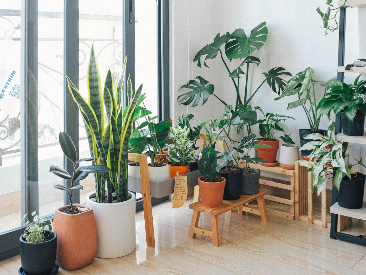 Kamerplanten inspiratie droomhuis