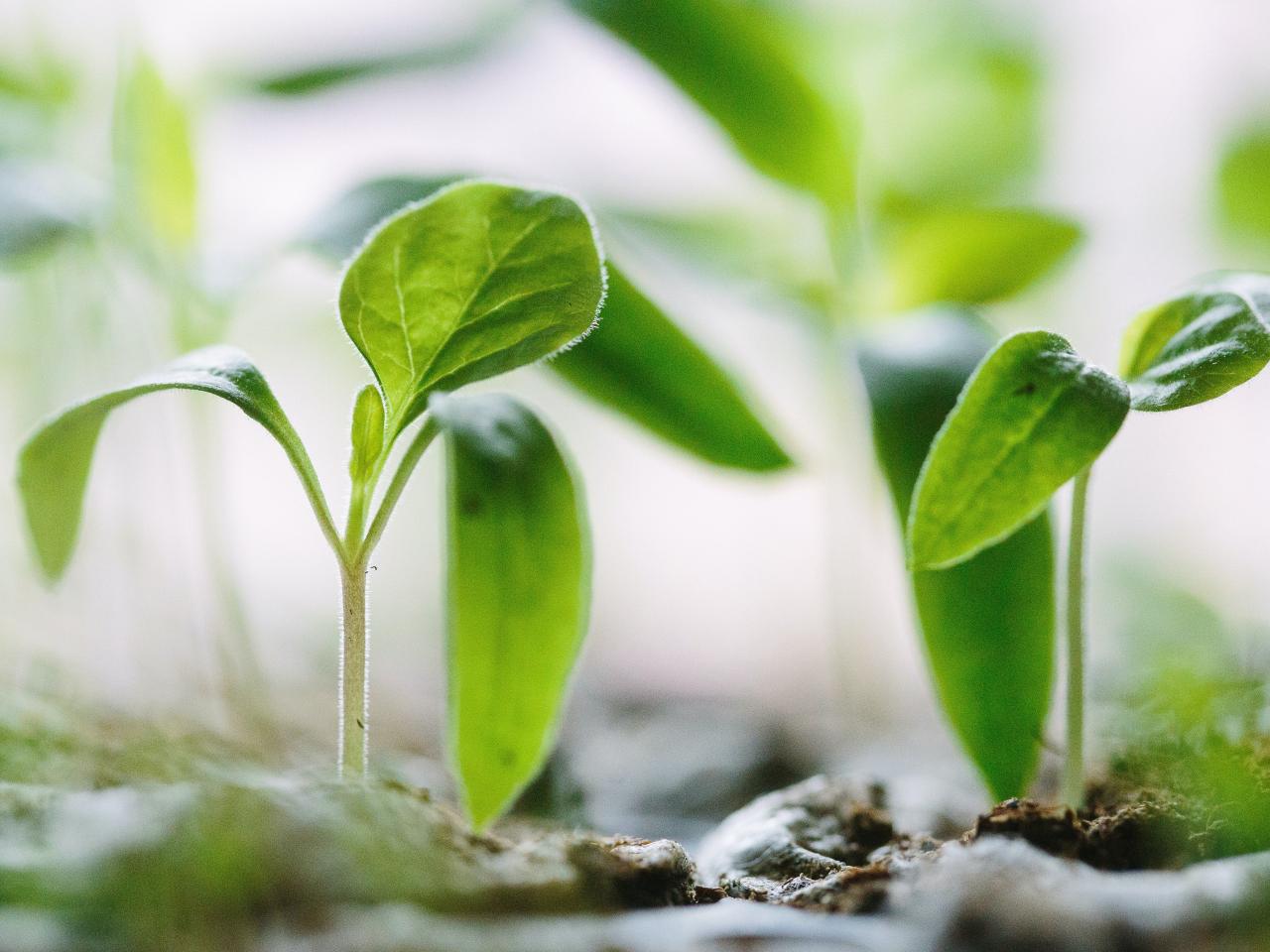 grond groeiende plant realiseer je droomhuis