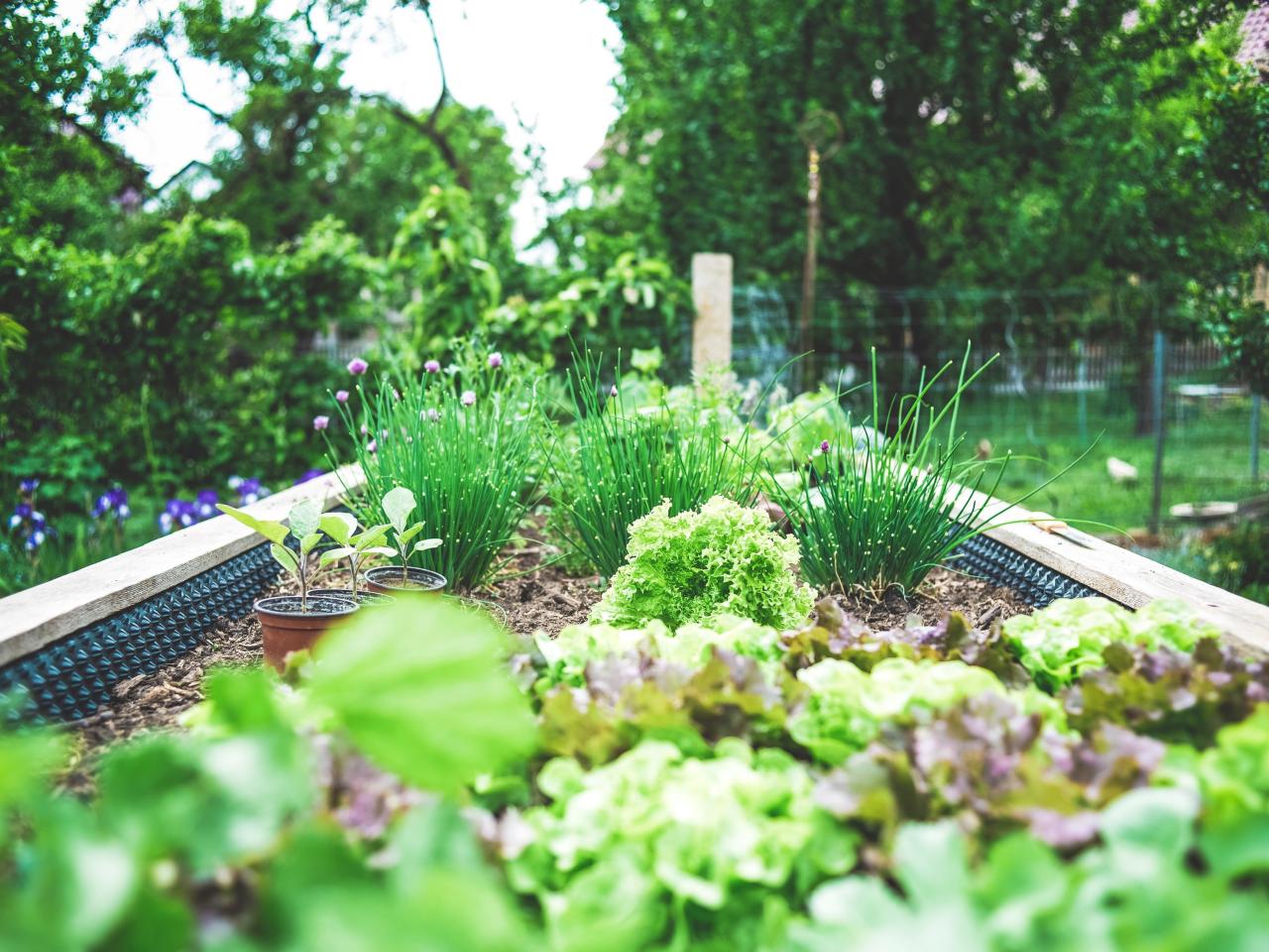 moestuin achtertuin realiseer je droomhuis