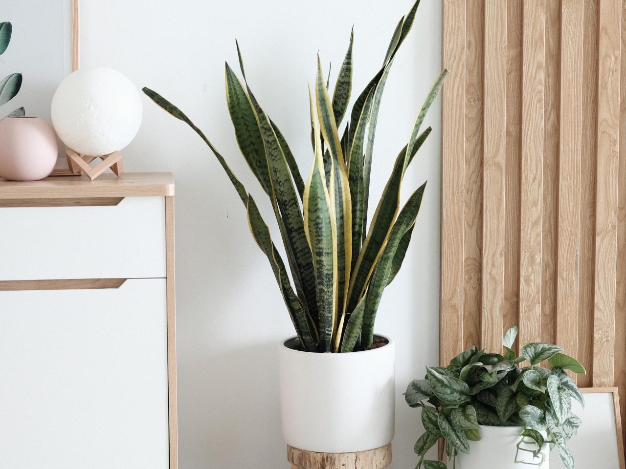 woonkamer planten realiseer je droomhuis