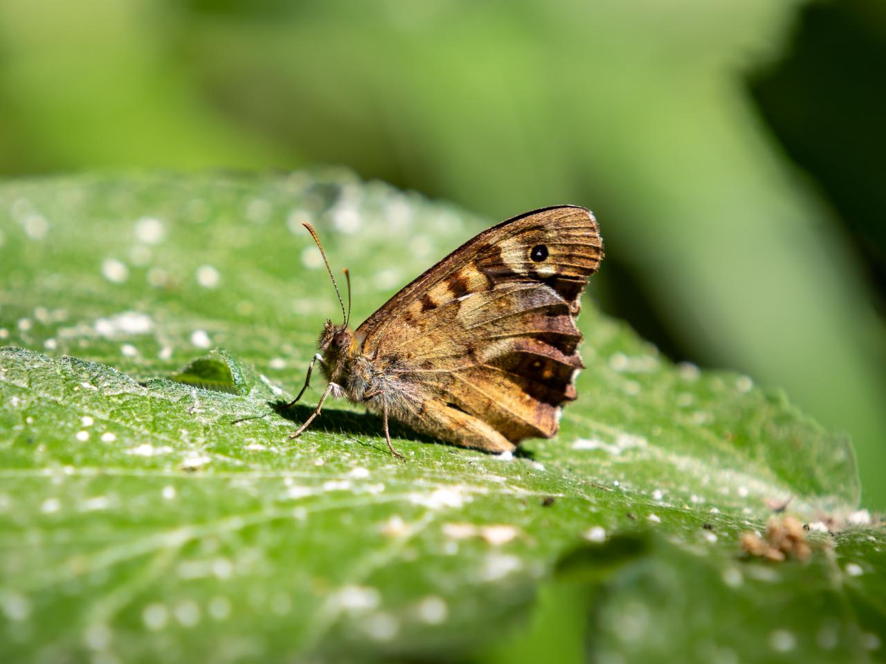 Ecologisch REALISEER JE DROOMHUIS