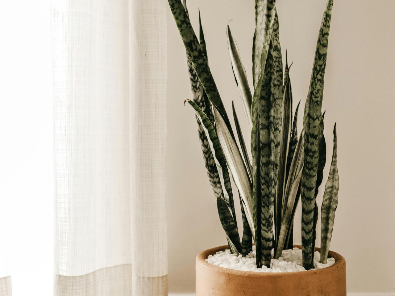 gordijn bloempot realiseer je droomhuis