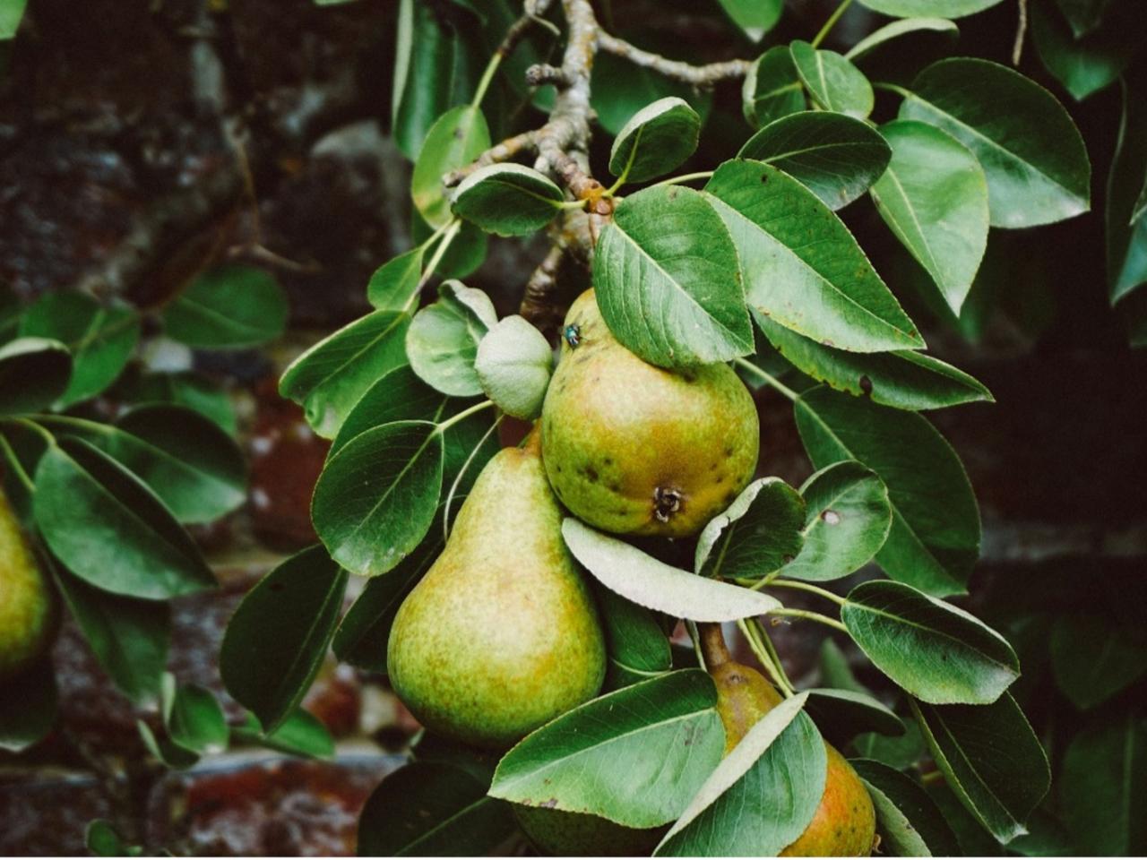 BLOG DB Online Marketing VJ2025 - Een fruitboom in je tuin