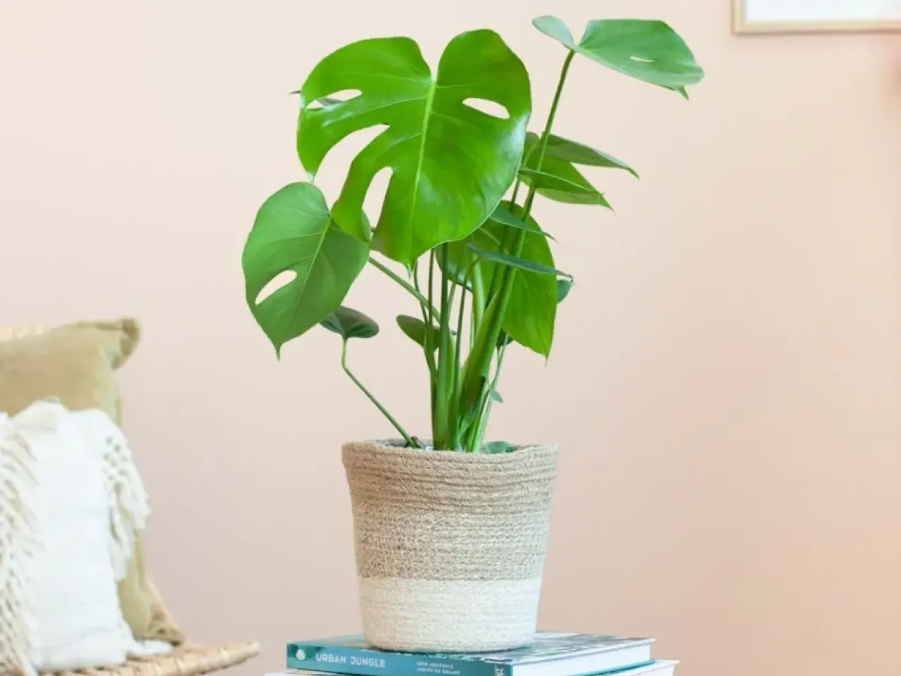 BLOG DB Online Marketing NJ25 - Monstera voor elk interieur