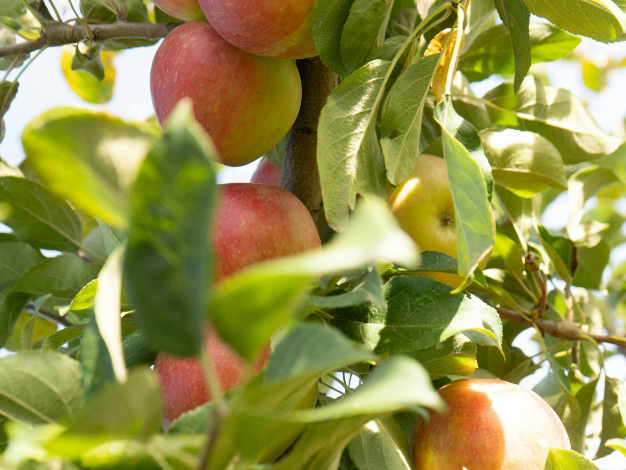 BLOG LEQUAL VJ26 - De ultieme gezinstuin.png