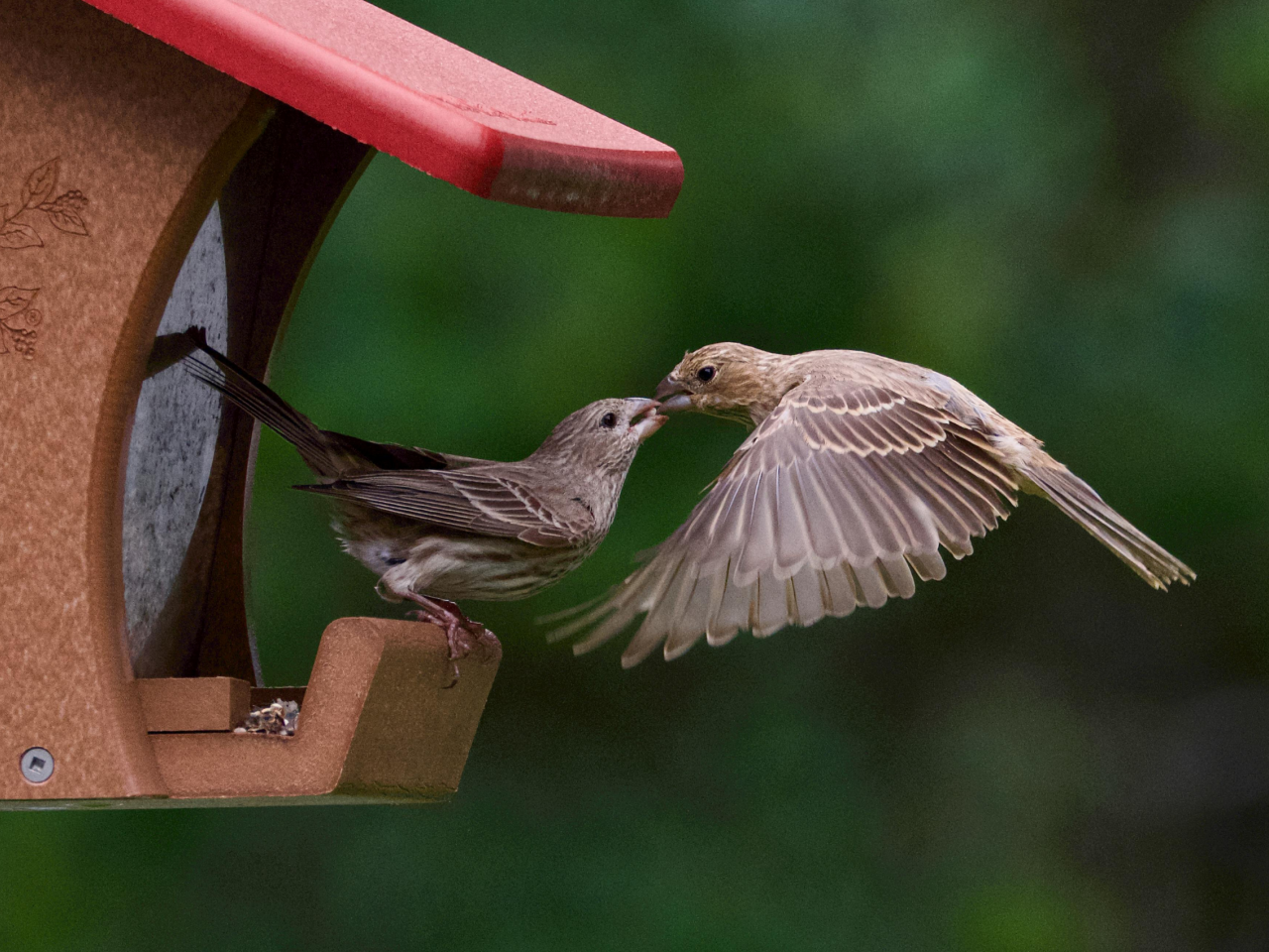 BLOG Twenty Four Webvertising NJ26 - Vogelhuisje voor jouw tuin