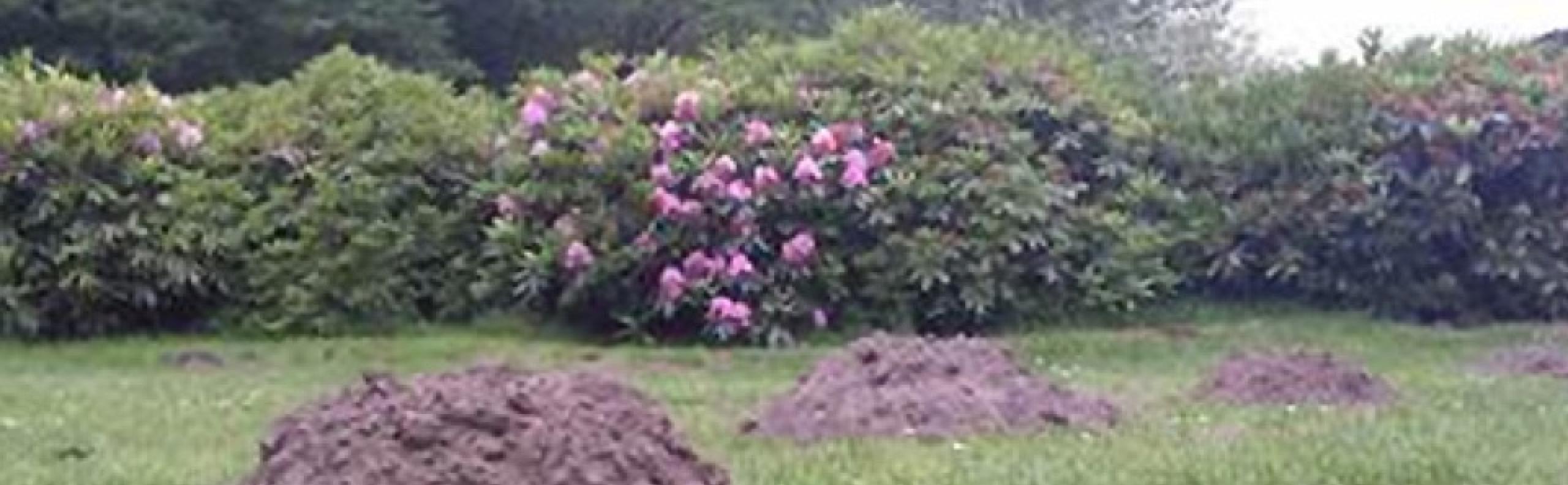 Mol-vrije tuin | Beurs Eigen Huis