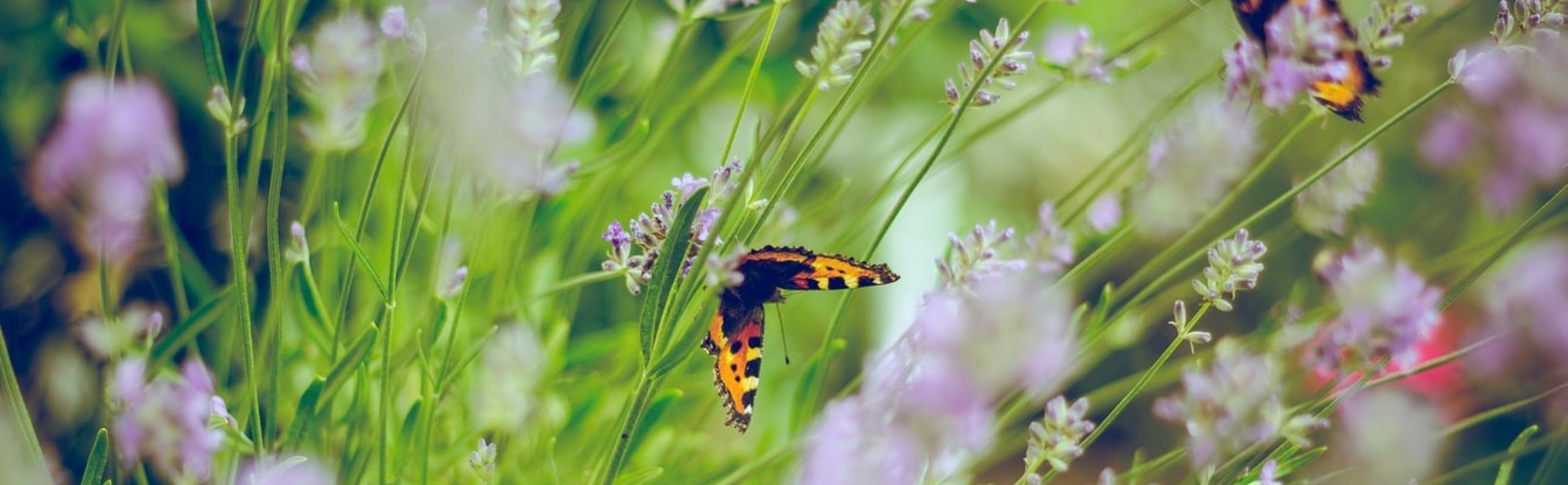 Droomtuin droomhuis tuin Beurs Eigen Huis
