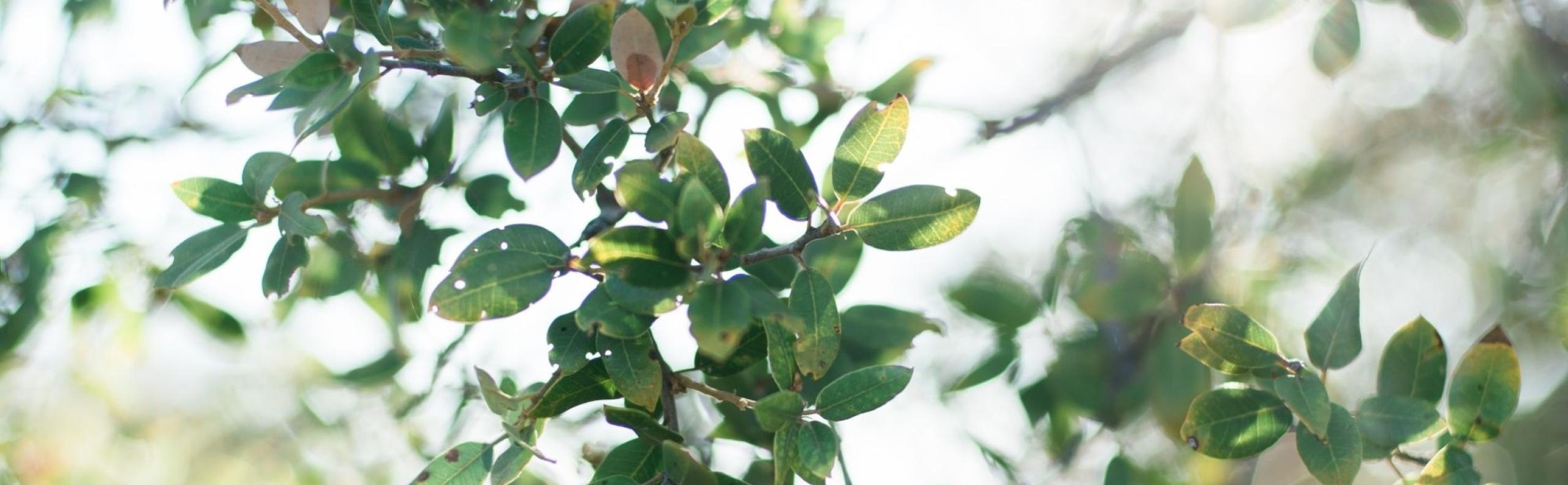 Webinar bouwen verbouwen interieur tuin Beurs Eigen Huis