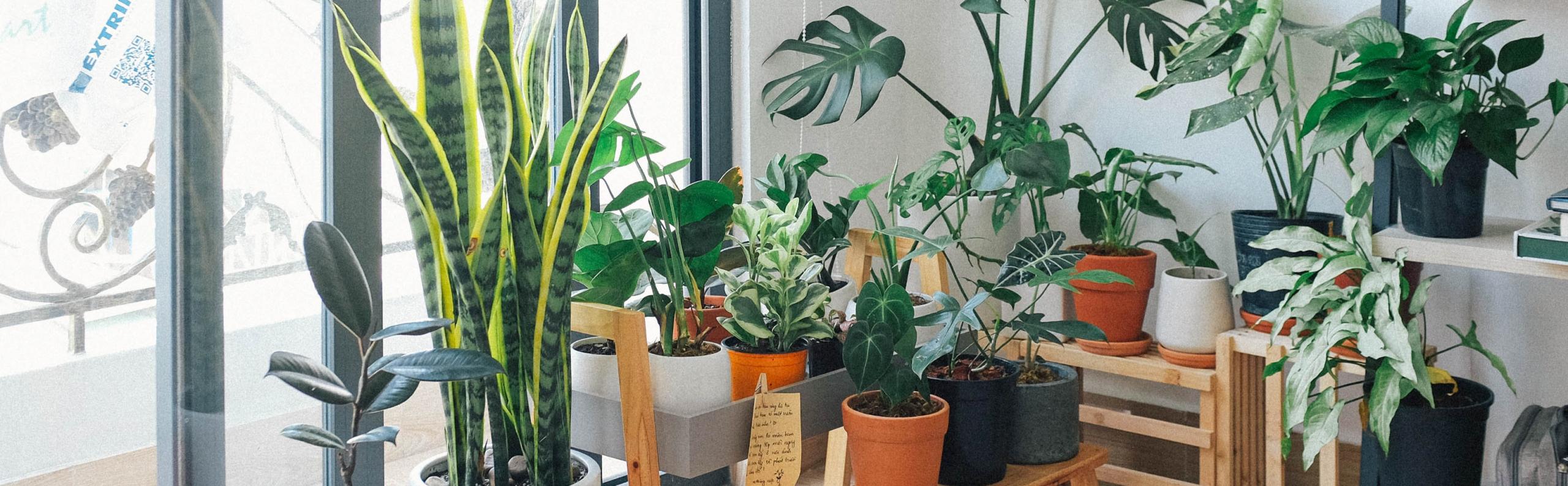 Kamerplanten inspiratie droomhuis