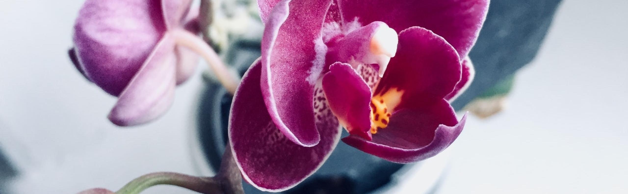 Planten in huis kamerplant droomhuis blog