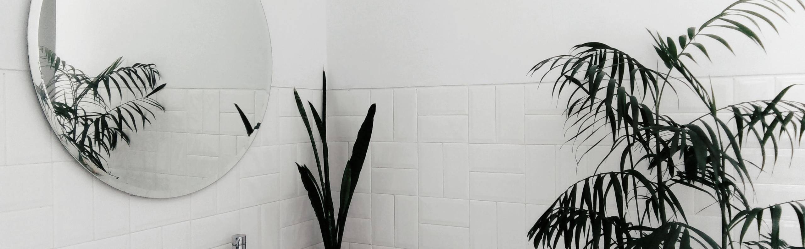 Schimmel in huis oplossingen REALISEER JE DROOMHUIS