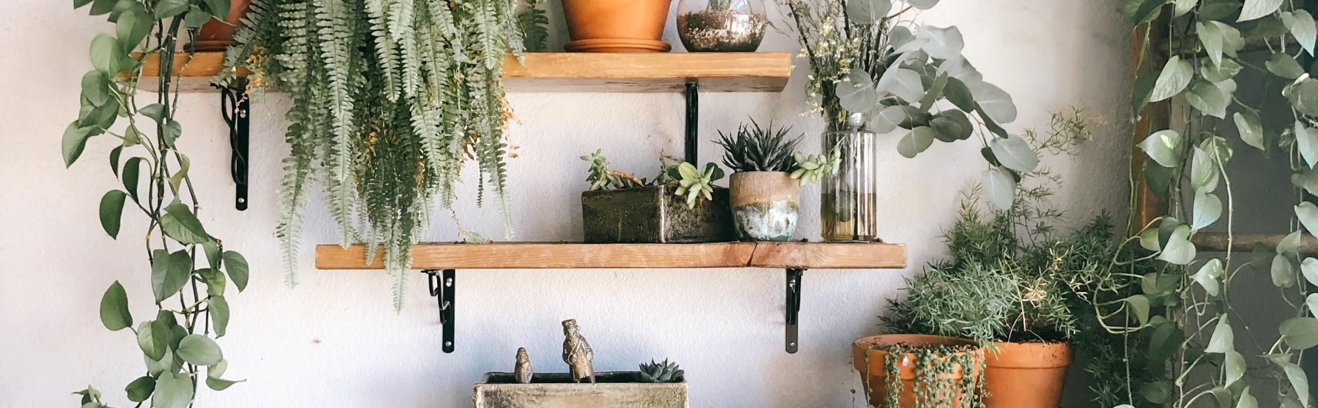 Planten interieur trend REALISEER JE DROOMHUIS