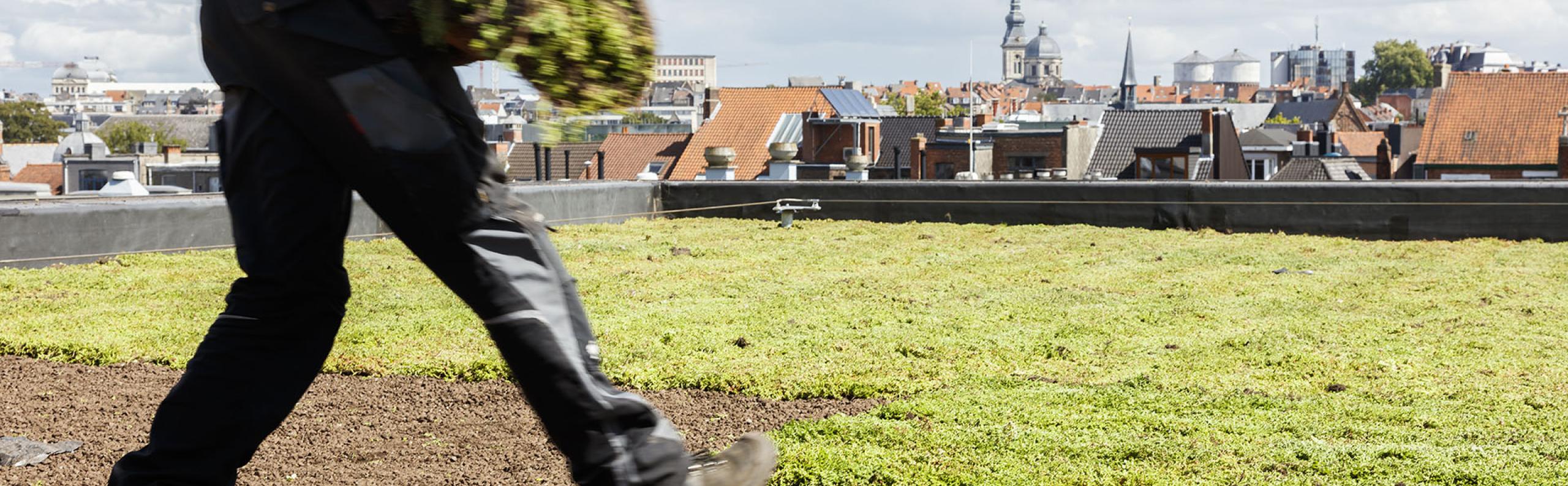 Sedumdak groendak groen duurzaam wonen REALISEER JE DROOMHUIS