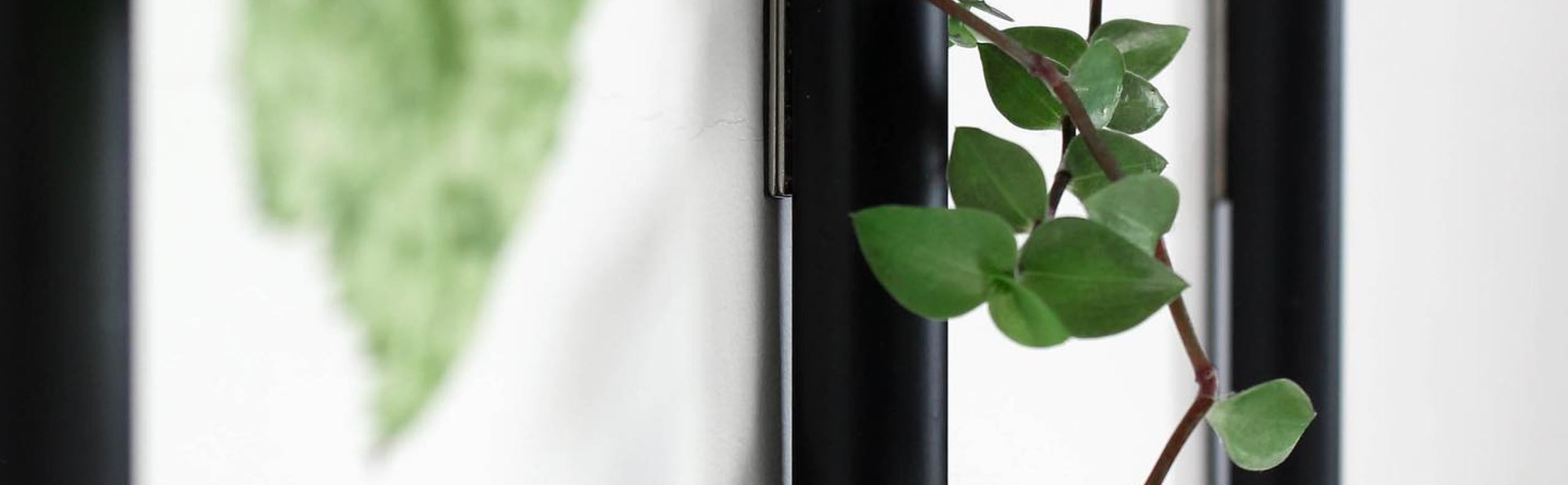 plant muur beurs eigen huis