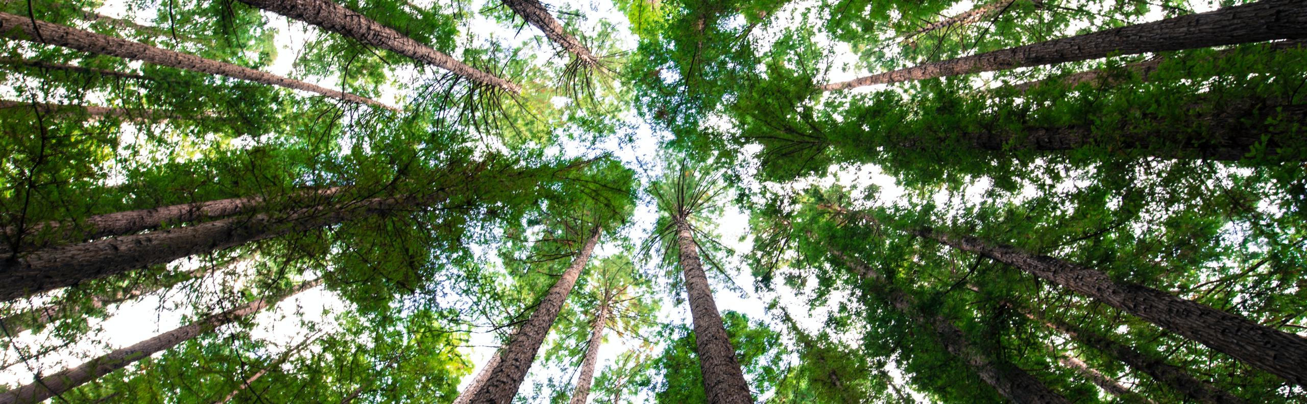 bomen beurs eigen huis