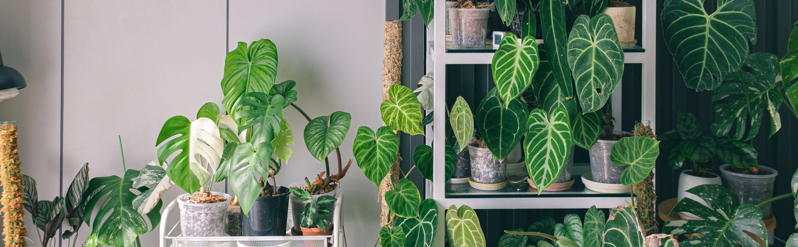 plantenwand realiseer je droomhuis