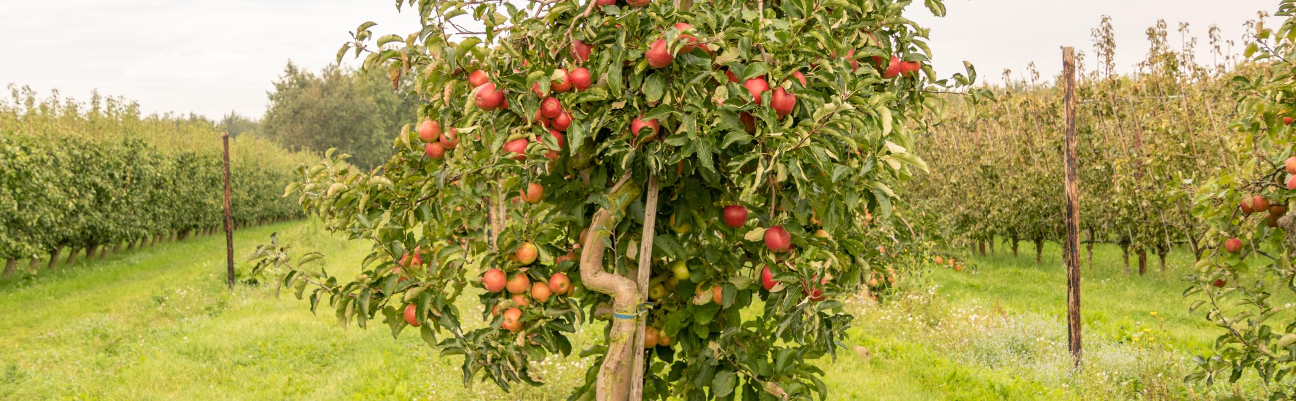 Exposant Oude Fruitbomen Voorjaar 2024 REALISEER JE DROOMHUIS