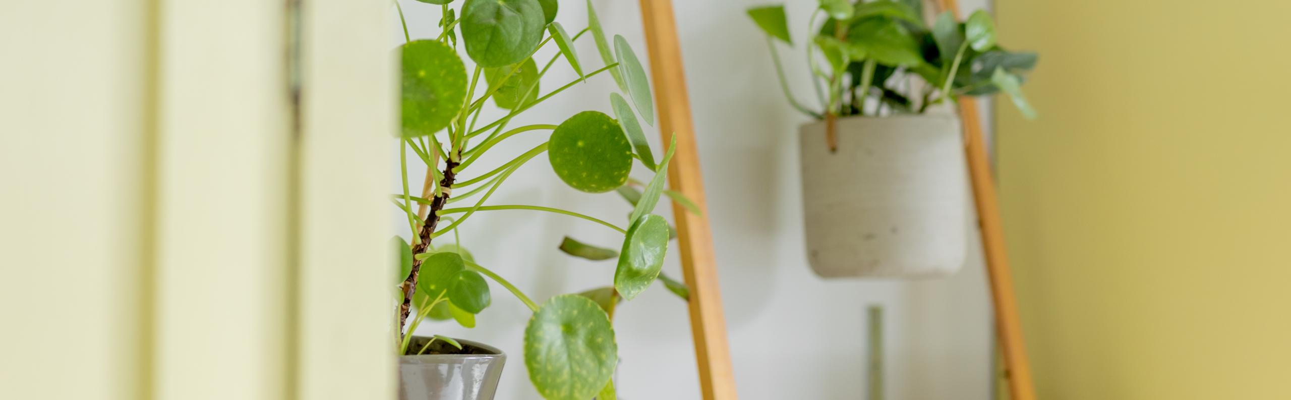 Exposant Green Bubble Voorjaar 2024 BEURS EIGEN HUIS