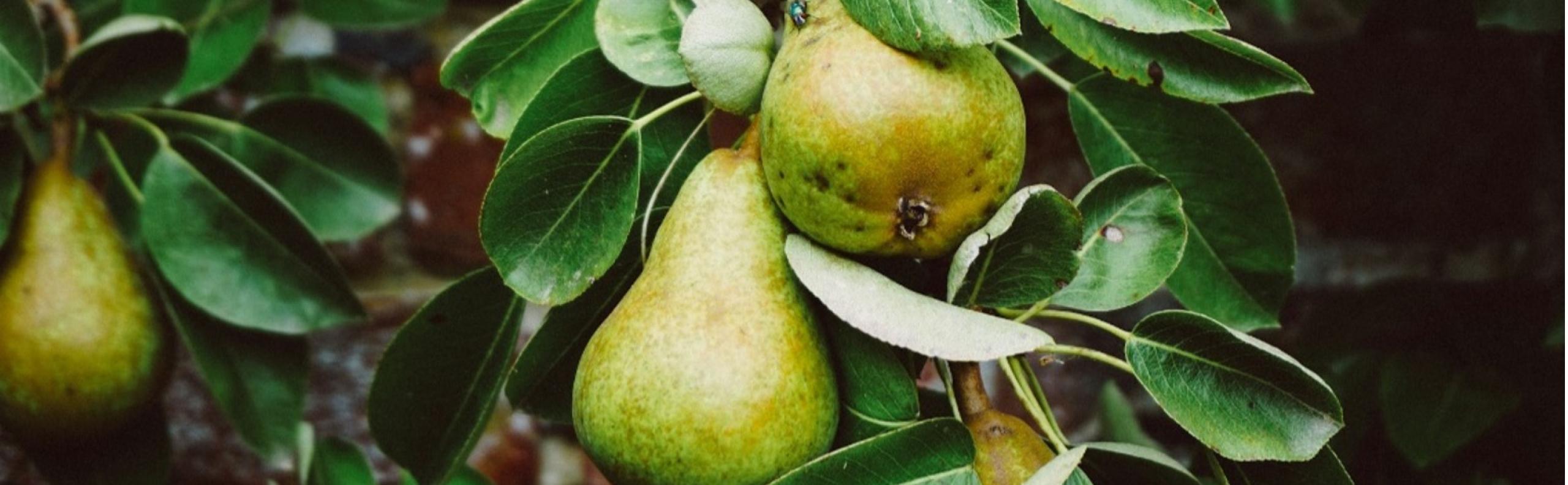 BLOG DB Online Marketing VJ2025 - Een fruitboom in je tuin