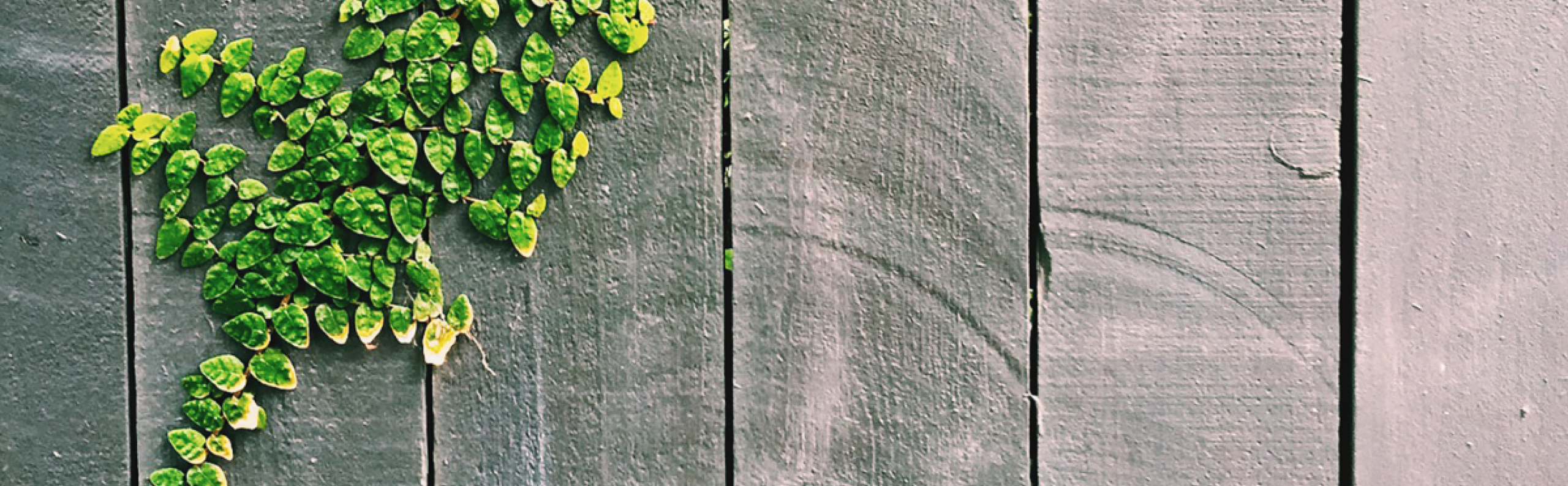 BLOG Popi NJ25 - Onderhoud van een tuinafscheiding