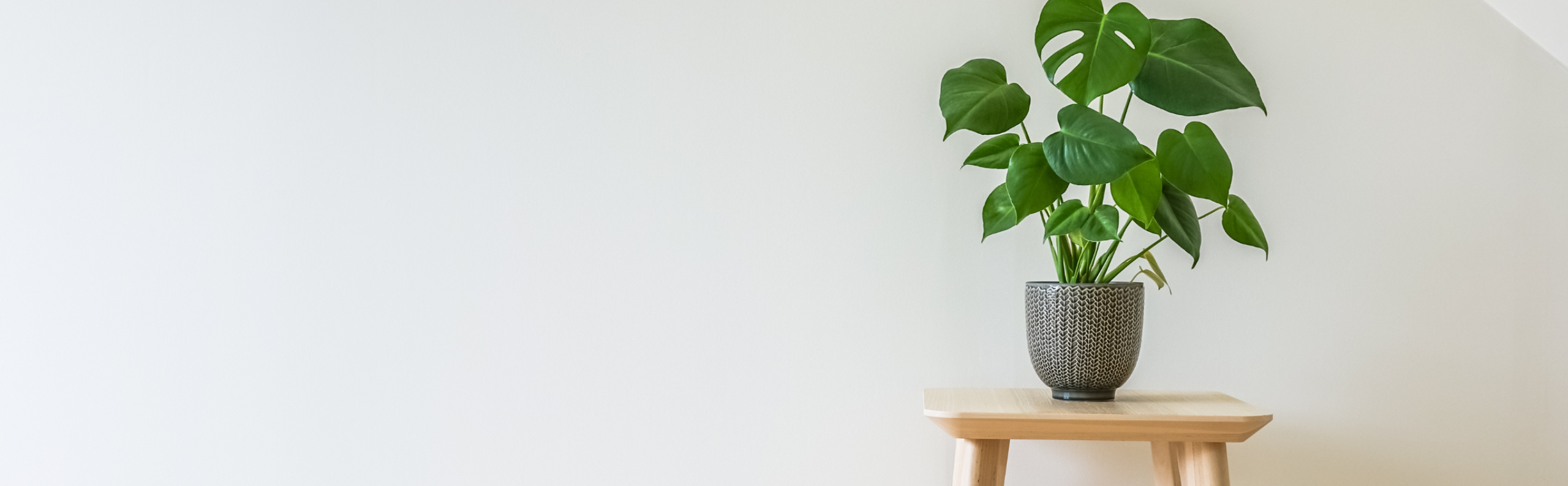BLOG DB Online Marketing NJ25 - Monstera voor elk interieur