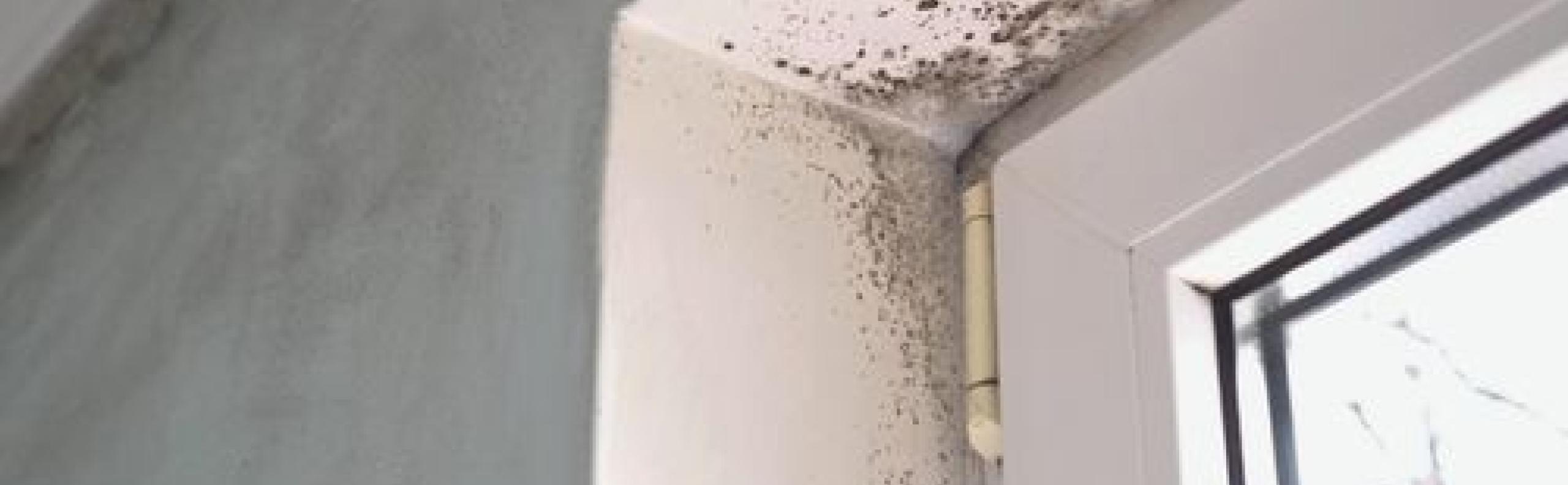 schimmel muur beurs eigen huis