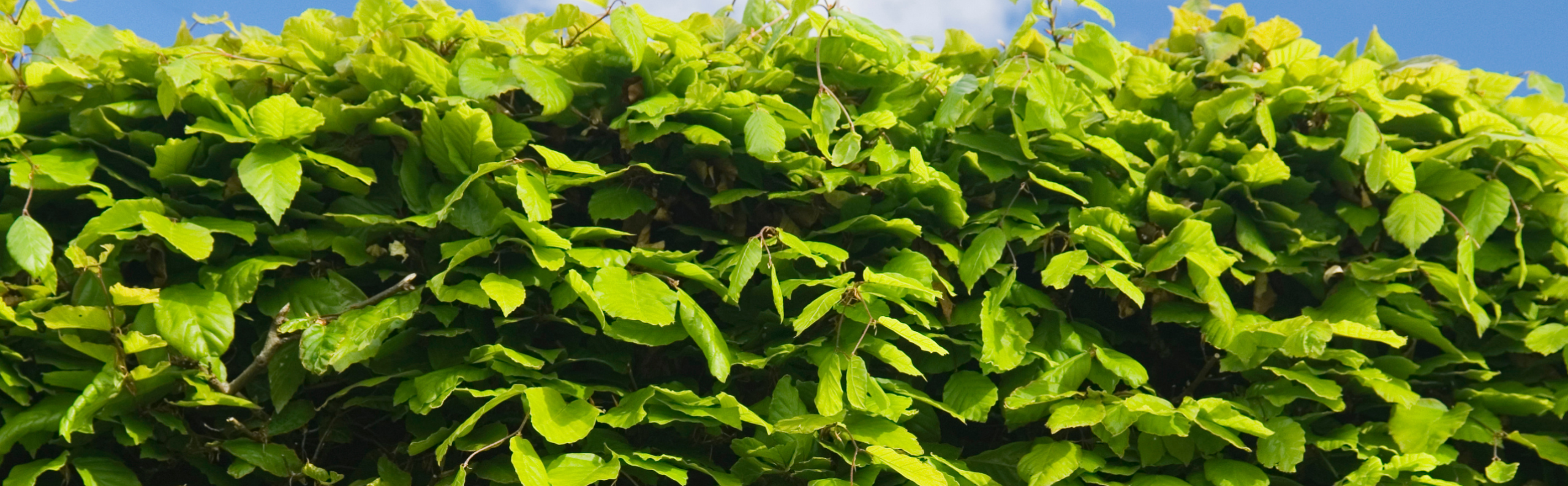 BLOG LEQUAL VJ26 - De ultieme gezinstuin.png