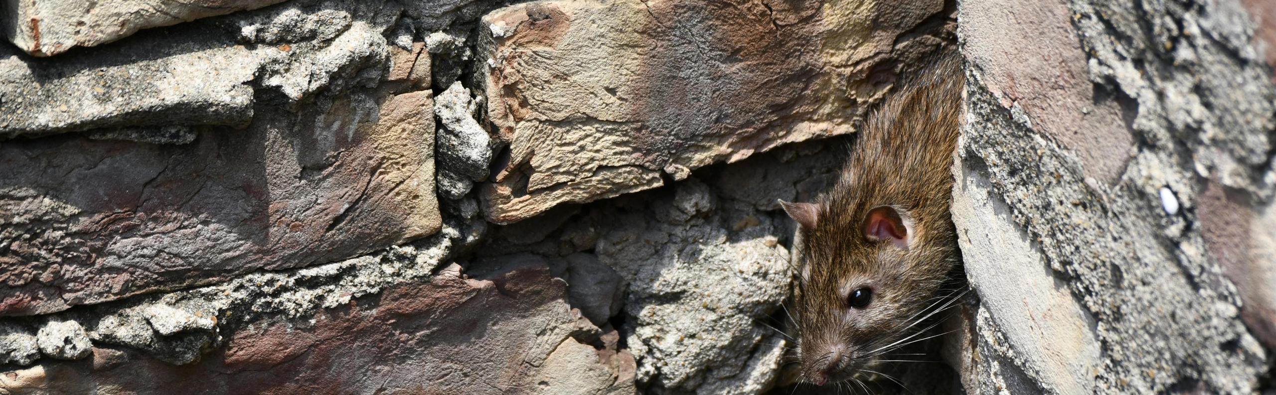 ongedierte muis huis beurs eigen huis