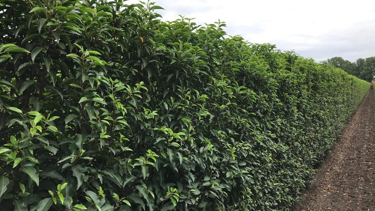 Beurs Eigen Huis Haagplanten.net haagplanten tuin