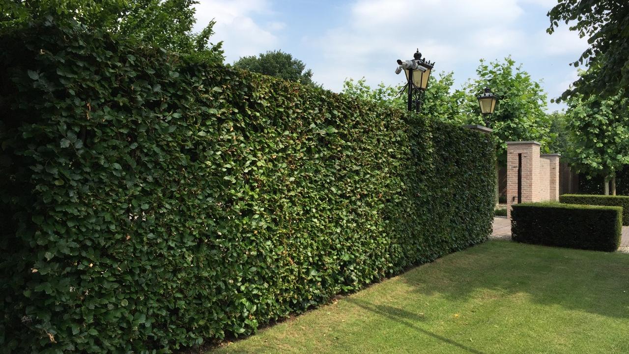 Beurs Eigen Huis Haagplanten.net haagplanten tuin