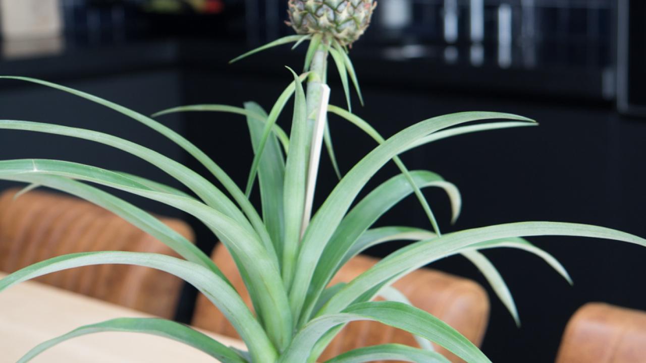 Beurs Eigen Huis -  Puur Goed Styling