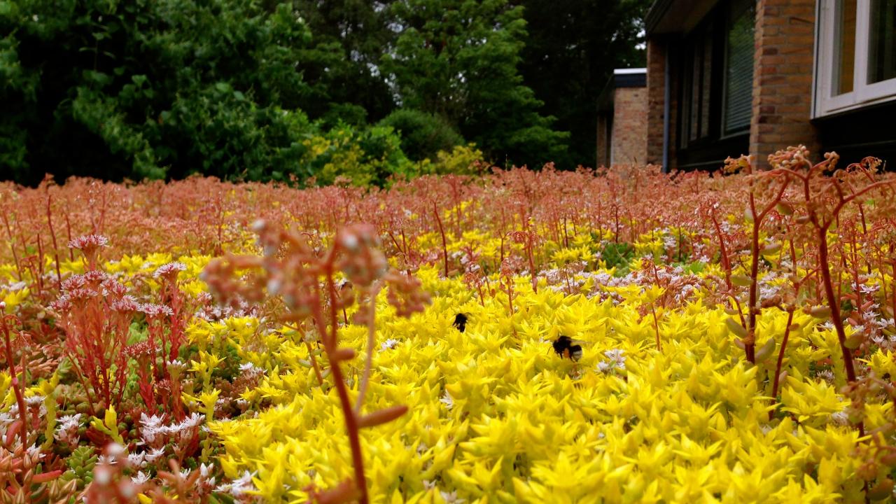 Beurs Eigen Huis - Simpel Sedum