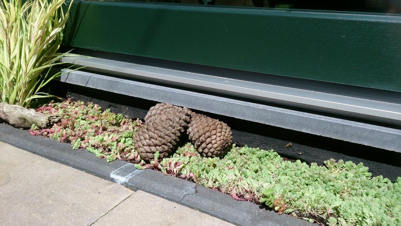 Beurs Eigen Huis - Simpel Sedum