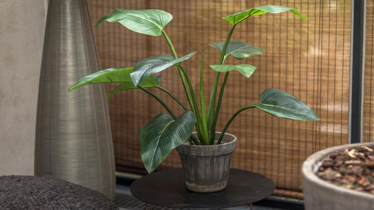 Plant kunstplant droomhuis interieur tips Beurs Eigen Huis