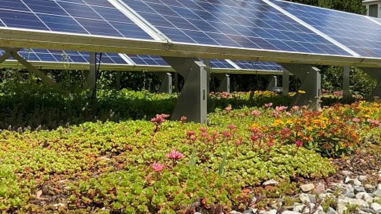 sedum dak dakbedekking zonnepaneel beurs eigen huis