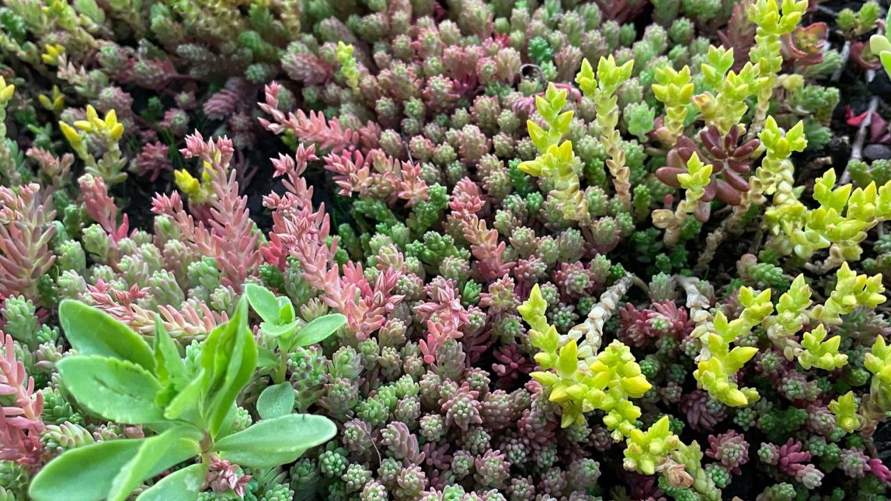 sedum beurs eigen huis