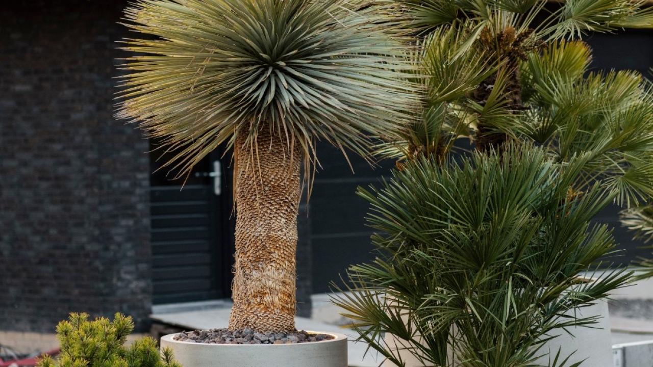 plant realiseer je droomhuis