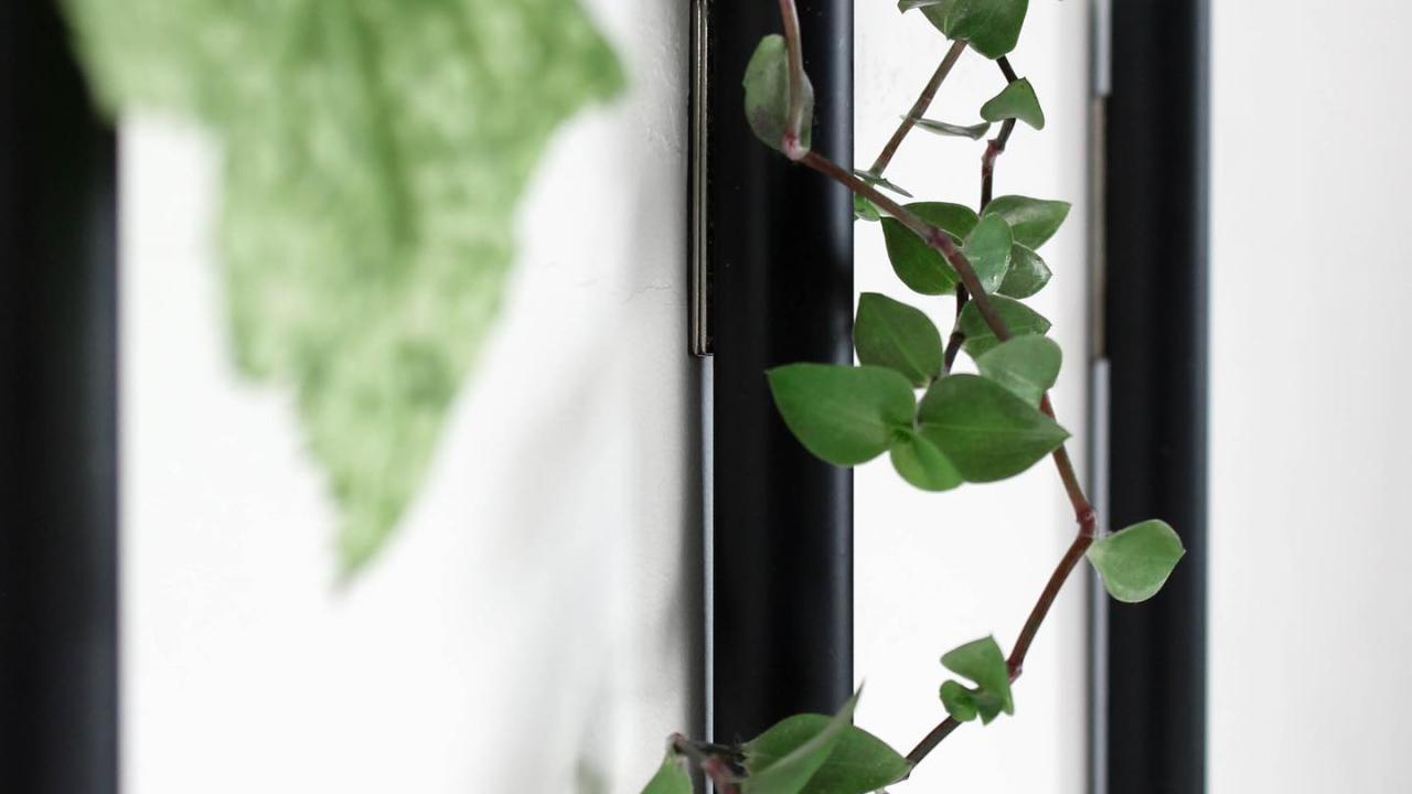 plant muur beurs eigen huis