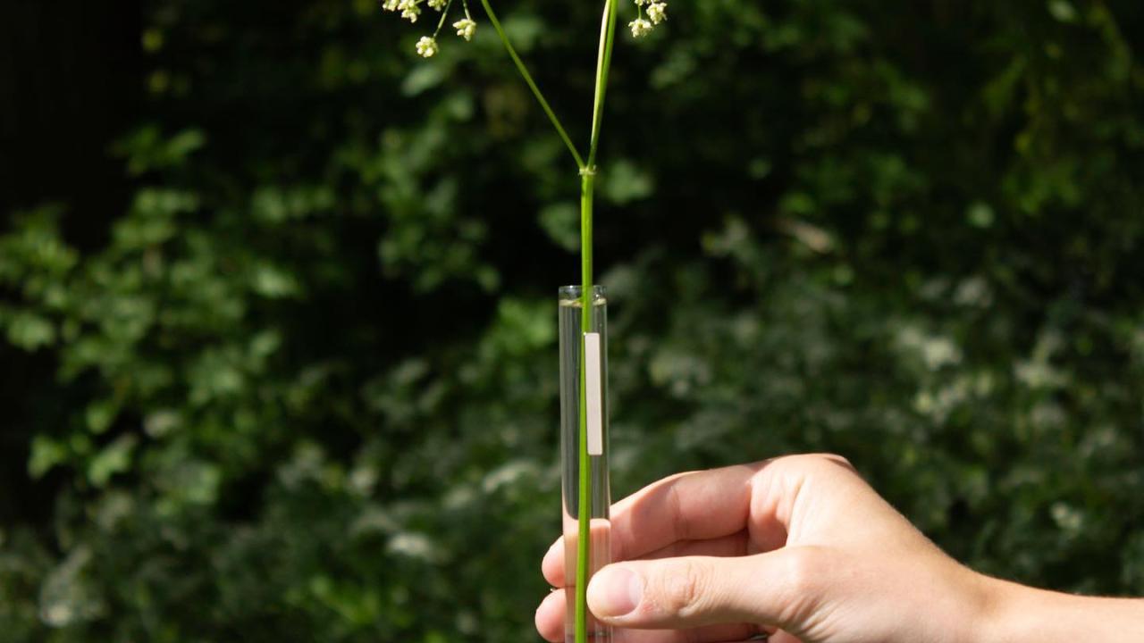 bloem vaasje beurs eigen huis