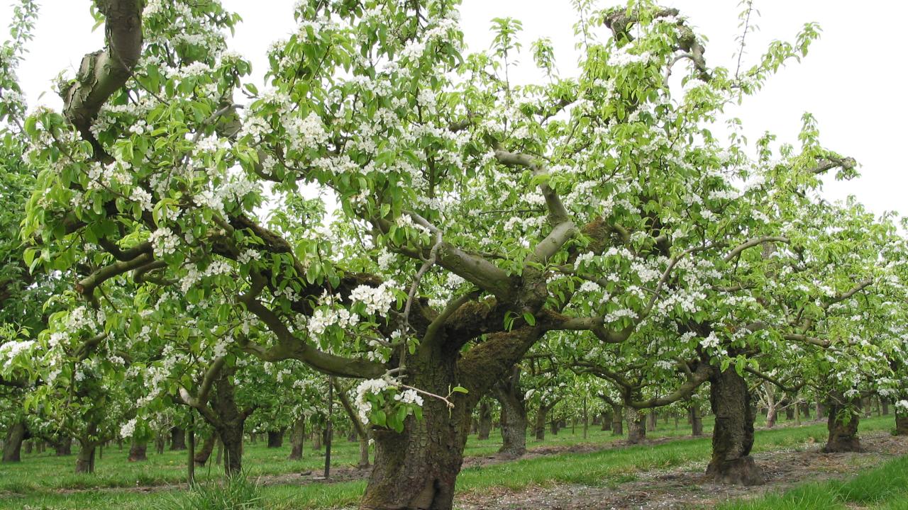 Exposant Oude Fruitbomen Voorjaar 2024 REALISEER JE DROOMHUIS