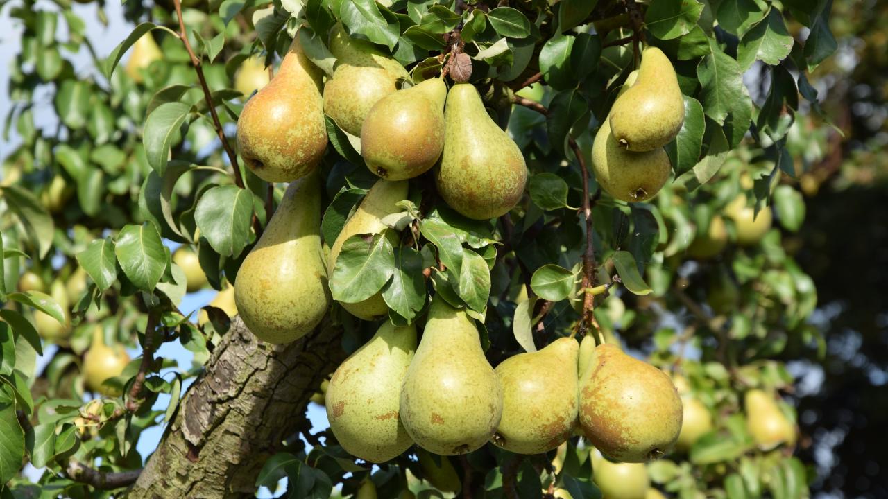 Exposant Oude Fruitbomen Voorjaar 2024 REALISEER JE DROOMHUIS