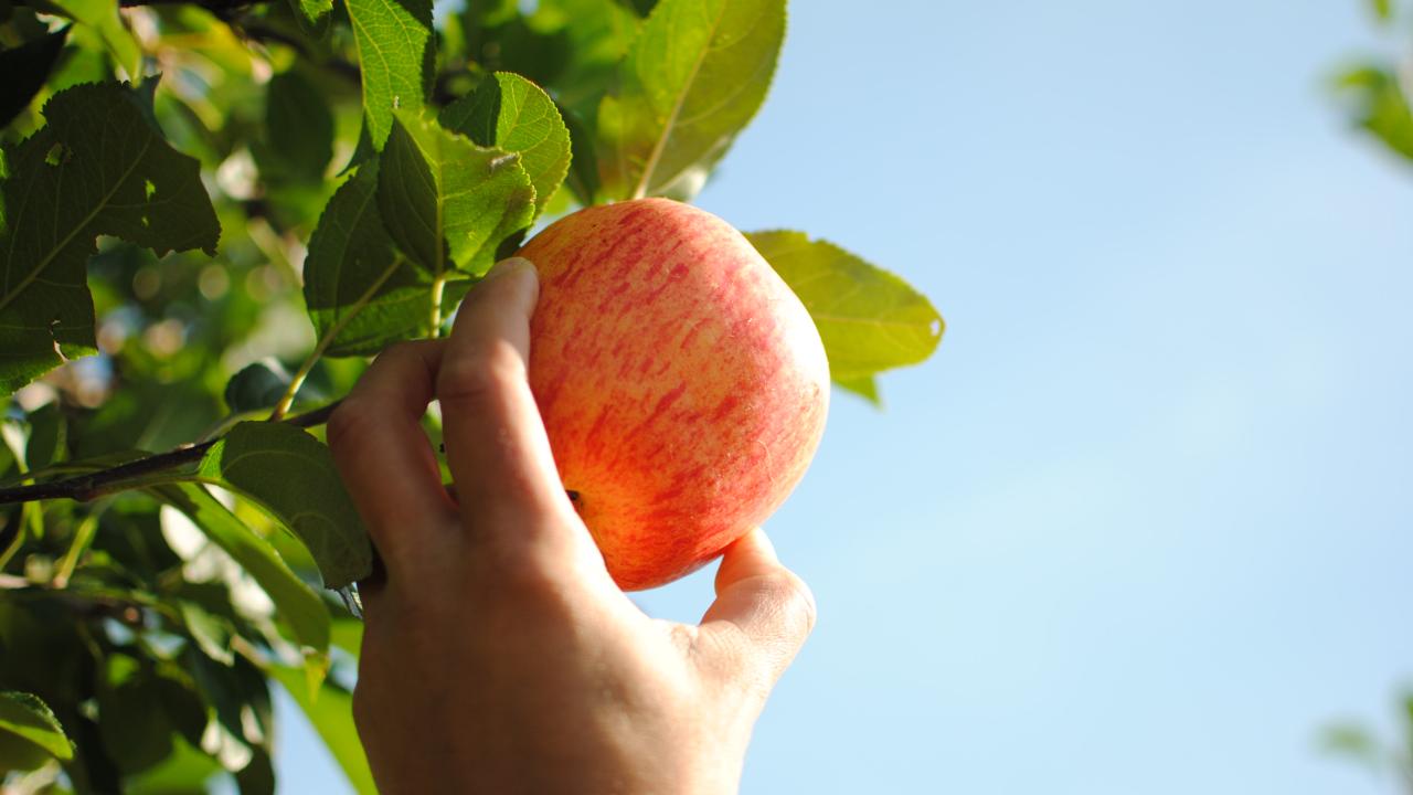Exposant Oude Fruitbomen Voorjaar 2024 REALISEER JE DROOMHUIS