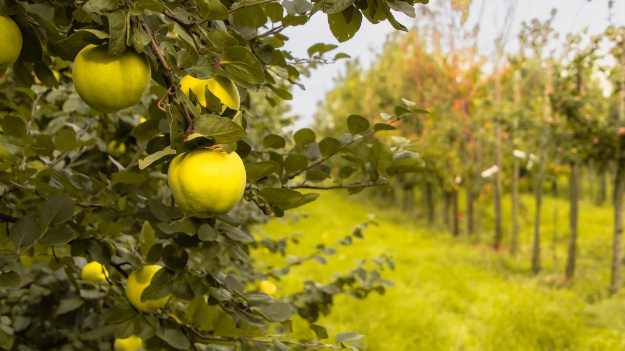 Exposant Oude Fruitbomen Voorjaar 2024 REALISEER JE DROOMHUIS