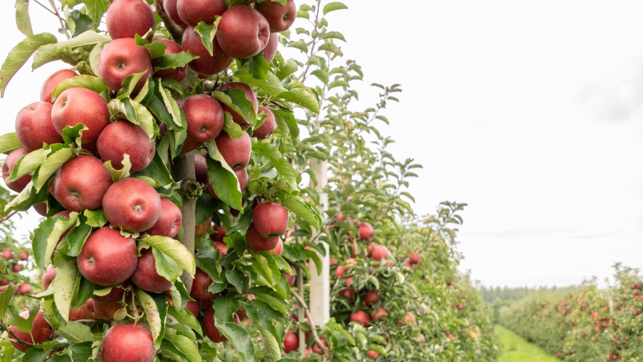 Exposant Oude Fruitbomen Voorjaar 2024 REALISEER JE DROOMHUIS